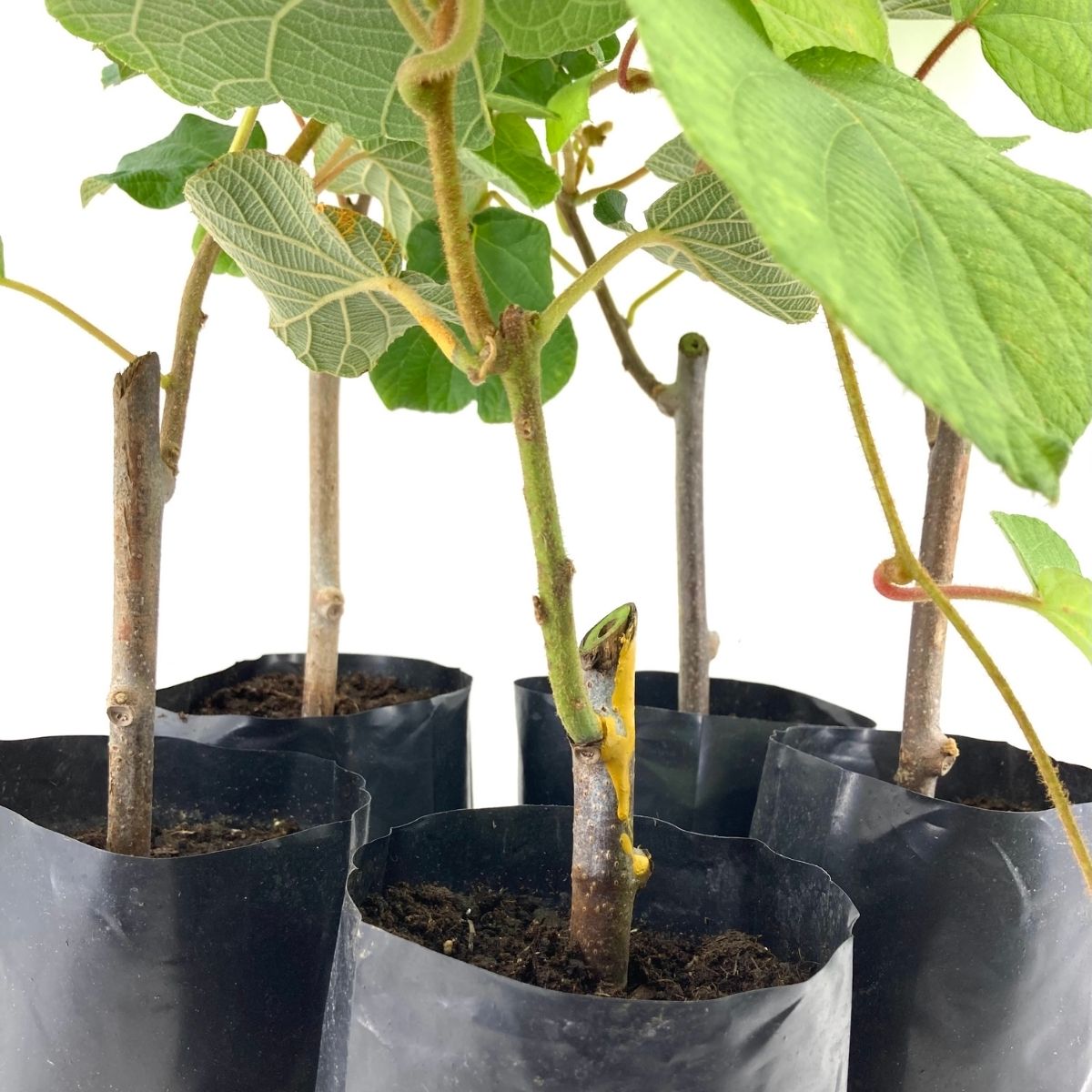 Hayward Kivi Fidanı-5'li 25-30 cm Hayward Kivi Fidanı-5'li 25-30 cm