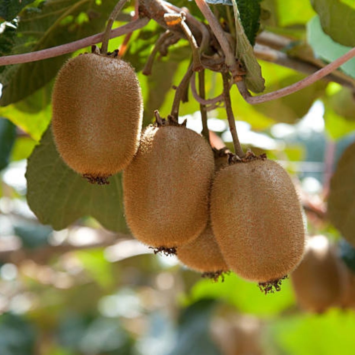 Hayward Kivi Fidanı-5'li 80-100 cm Hayward Kivi Fidanı-5'li 80-100 cm