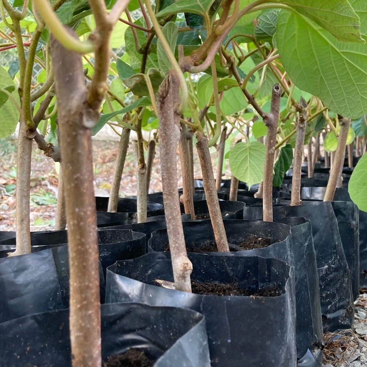 Hayward Kivi Fidanı-5'li 80-100 cm Hayward Kivi Fidanı-5'li 80-100 cm