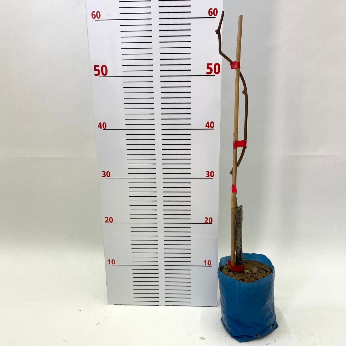 Hayward Kivi Fidanı-Dişi-40-50 cm