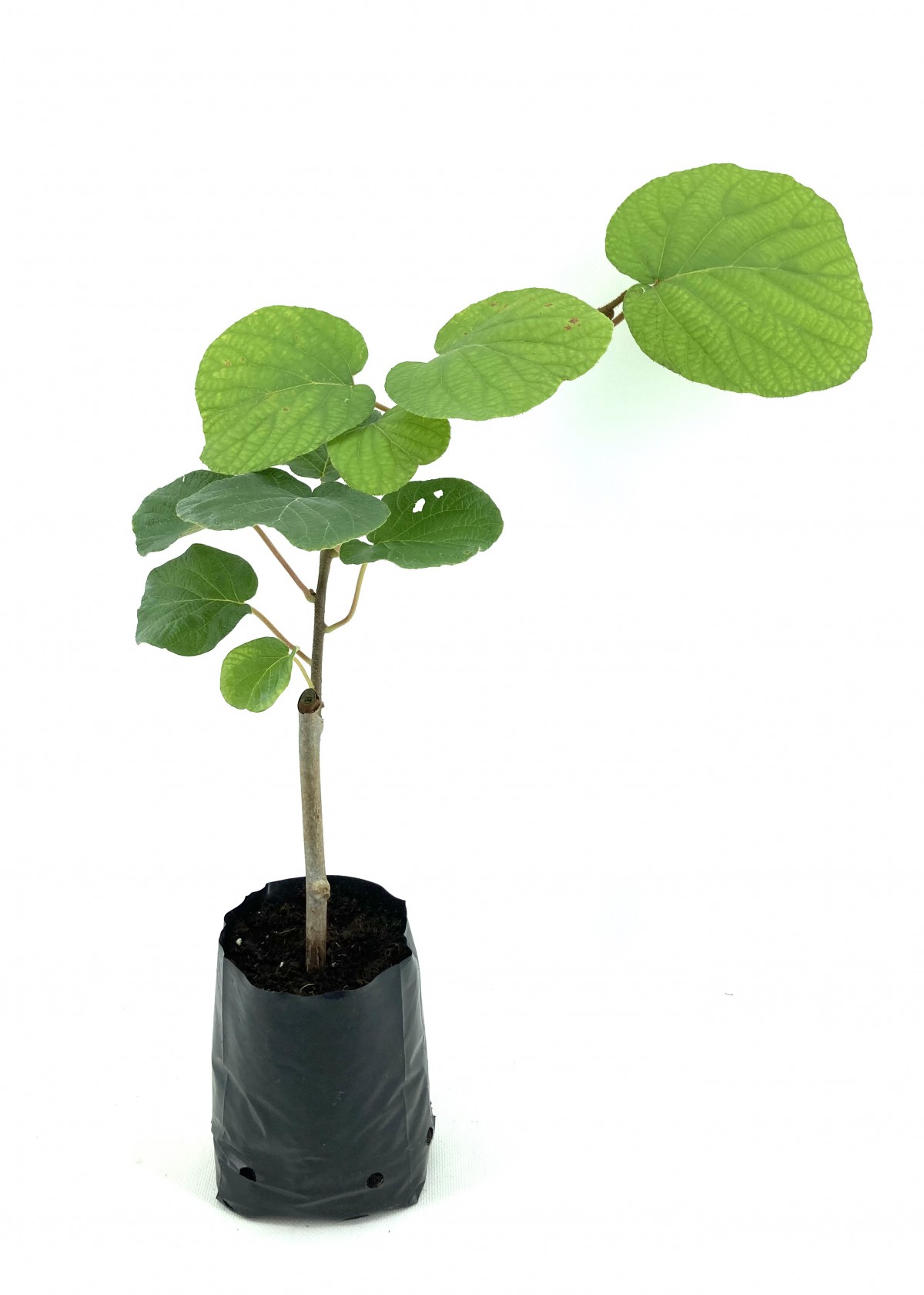 Hayward Kivi Fidanı-Erkek 25-30 cm