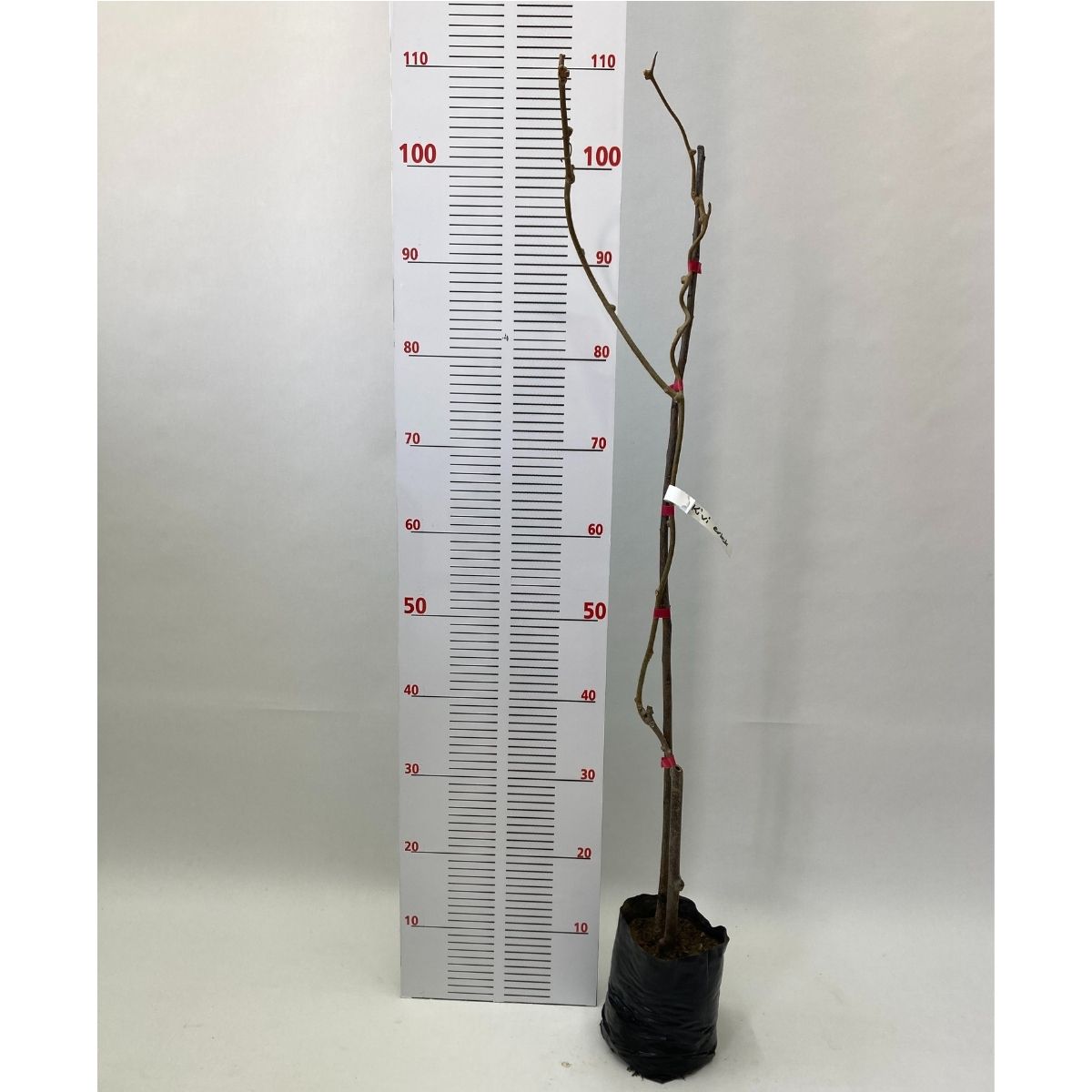 Hayward Kivi Fidanı-Erkek 80-100 cm