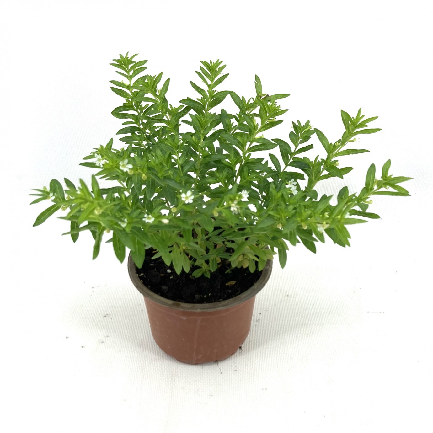 Kufeya-Beyaz Çiçekli 20-25 cm-5'li