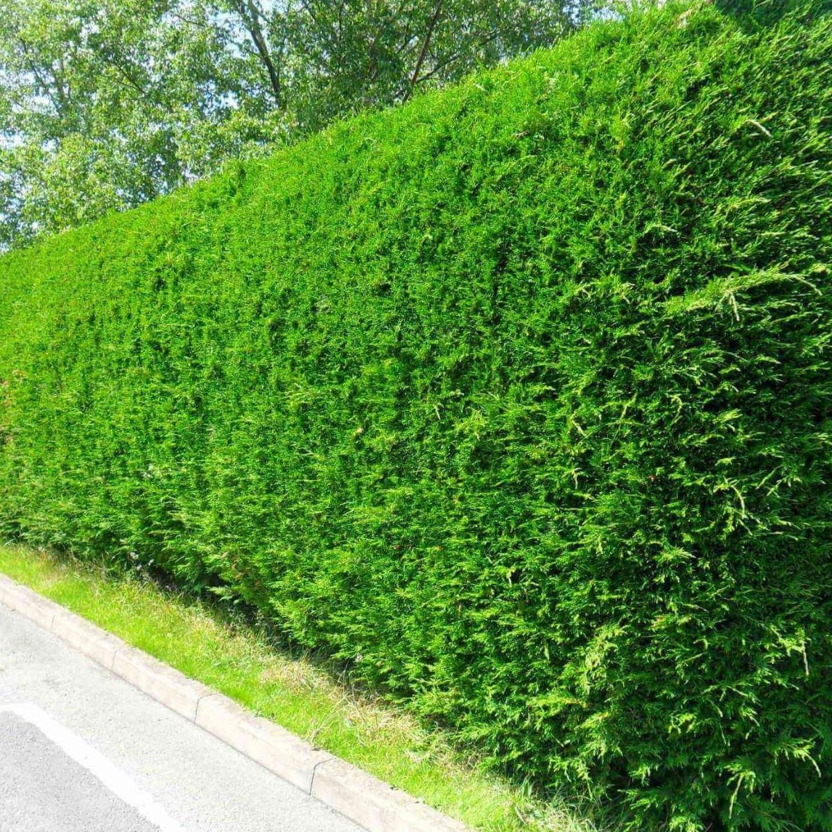 Leylandi Fidanı (110-130 cm) Leylandi Fidanı (110-130 cm)