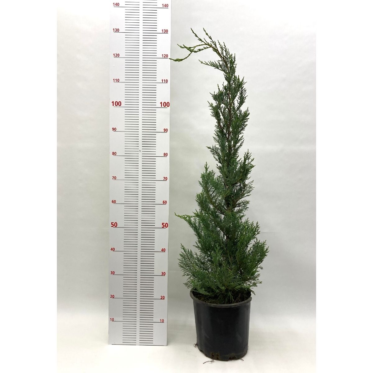 Leylandi Fidanı (110-130 cm) Leylandi Fidanı (110-130 cm)