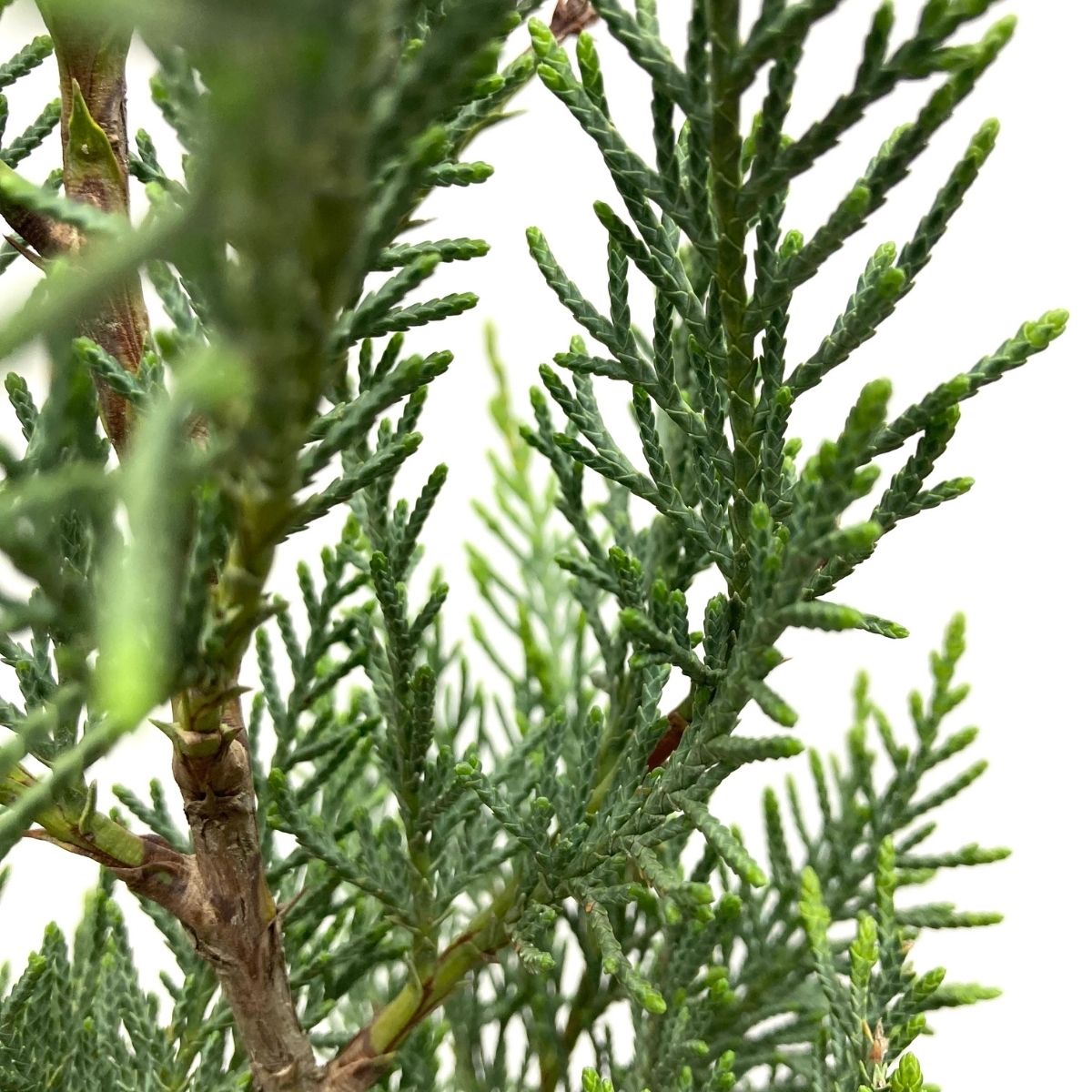 Leylandi Fidanı (110-130 cm) Leylandi Fidanı (110-130 cm)