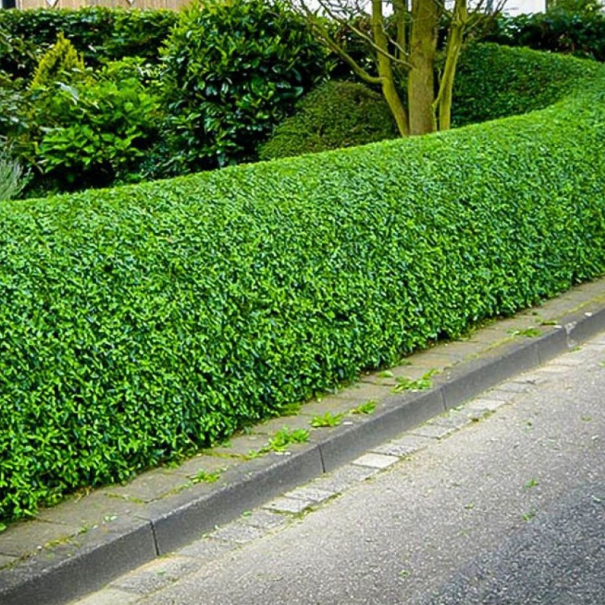 Ligüstrüm-Çit Bitkisi-Kurt Bağrı (40-50 cm)-50 Adet Ligüstrüm-Çit Bitkisi-Kurt Bağrı (40-50 cm)-50 Adet