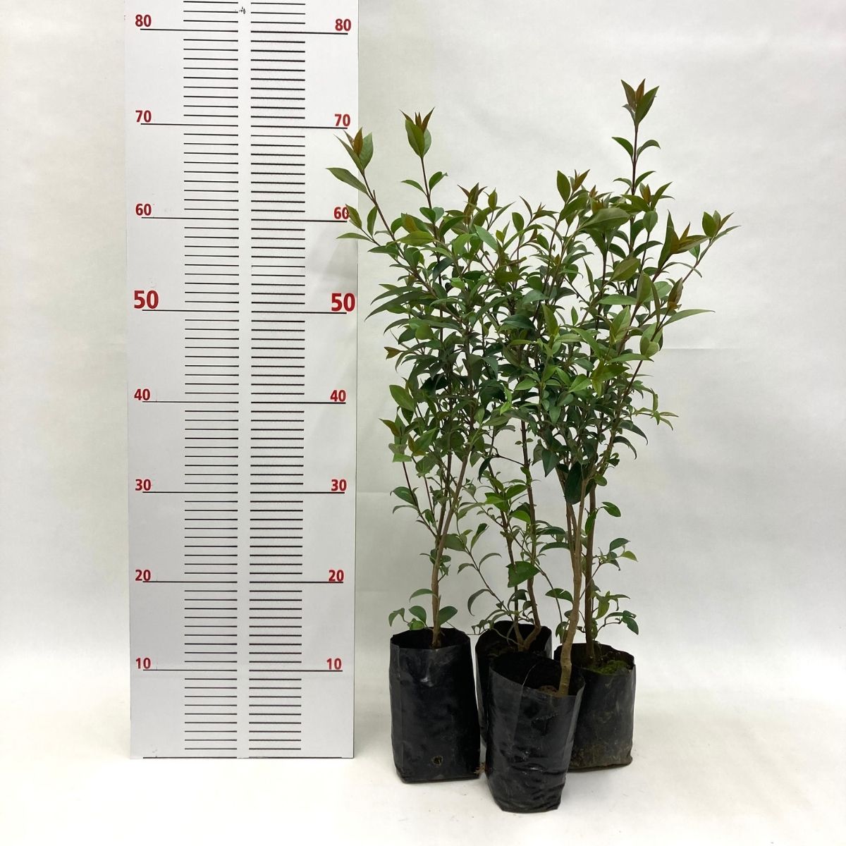 Ligüstrüm-Çit Bitkisi-Kurt Bağrı (40-50 cm)-50 Adet Ligüstrüm-Çit Bitkisi-Kurt Bağrı (40-50 cm)-50 Adet