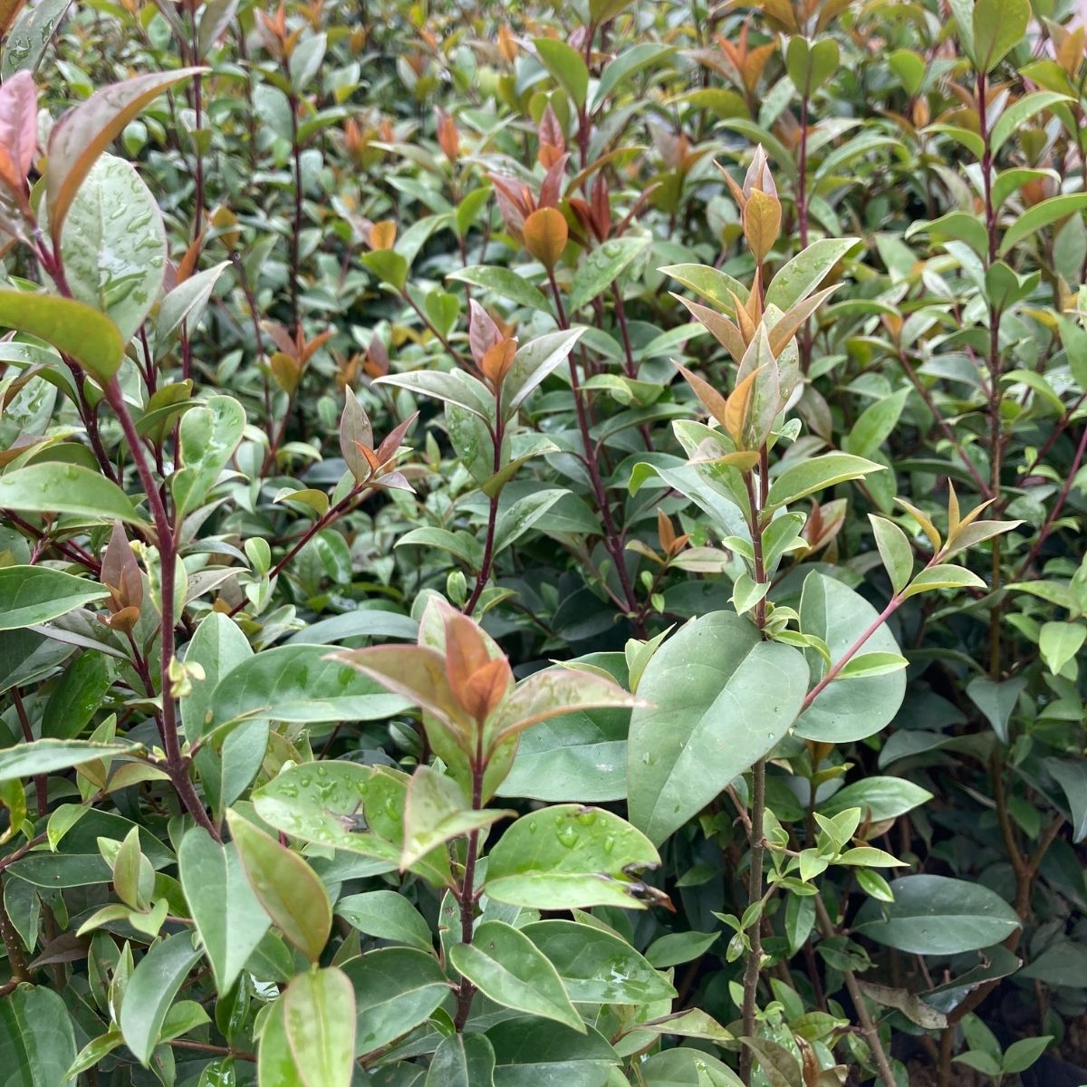 Ligüstrüm-Çit Bitkisi-Kurt Bağrı (40-50 cm)-50 Adet Ligüstrüm-Çit Bitkisi-Kurt Bağrı (40-50 cm)-50 Adet