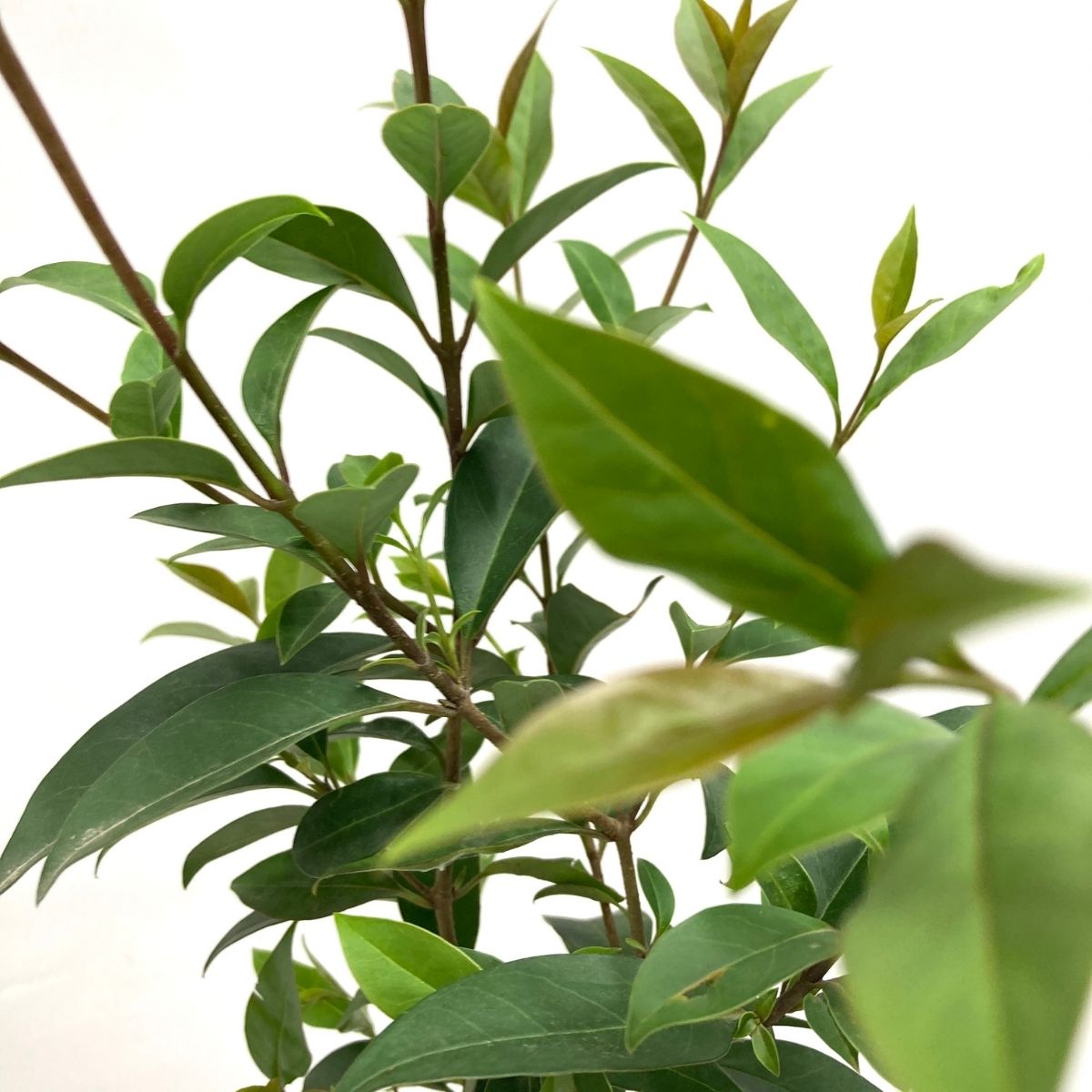 Ligüstrüm-Çit Bitkisi-Kurt Bağrı (40-50 cm)-50 Adet Ligüstrüm-Çit Bitkisi-Kurt Bağrı (40-50 cm)-50 Adet