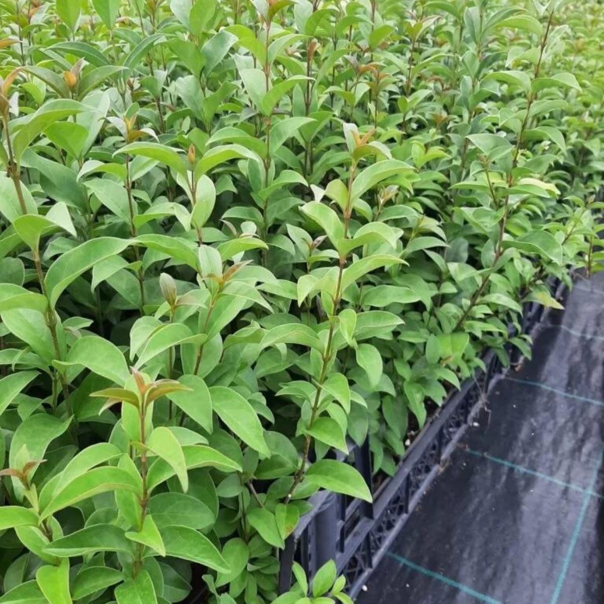 Ligüstrüm-Çit Bitkisi-Kurt Bağrı (40-50 cm)-50 Adet Ligüstrüm-Çit Bitkisi-Kurt Bağrı (40-50 cm)-50 Adet