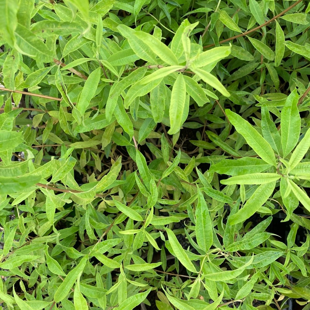 Limon Melisası-Limon Otu (20-25 cm)-5 Adet Limon Melisası-Limon Otu (20-25 cm)-5 Adet