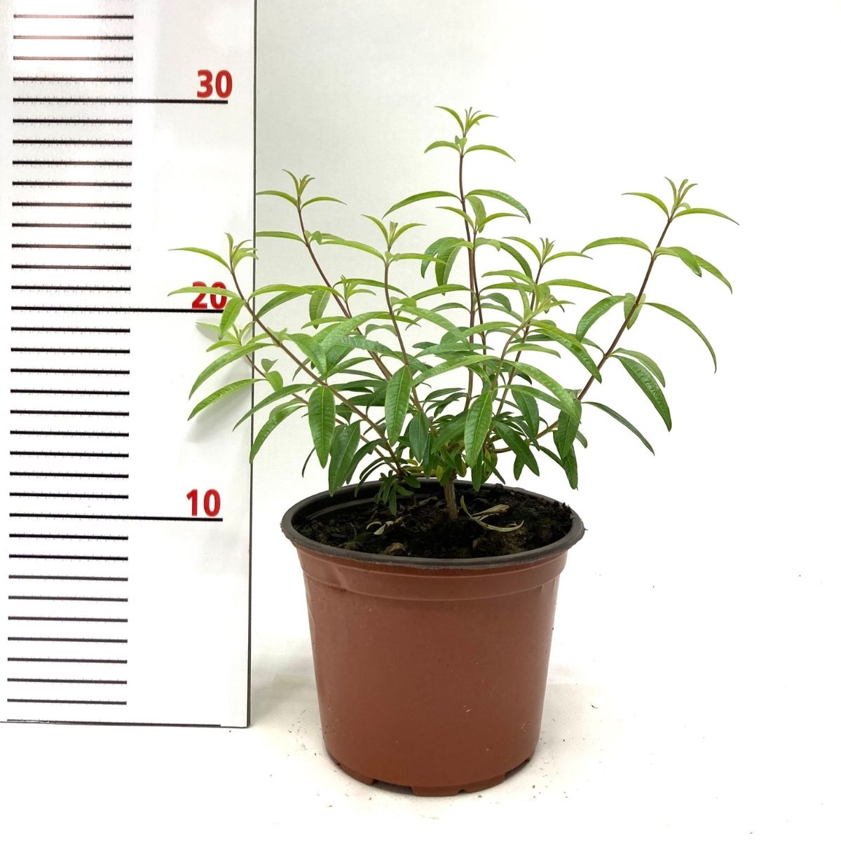 Limon Melisası-Limon Otu (20-25 cm)-5 Adet
