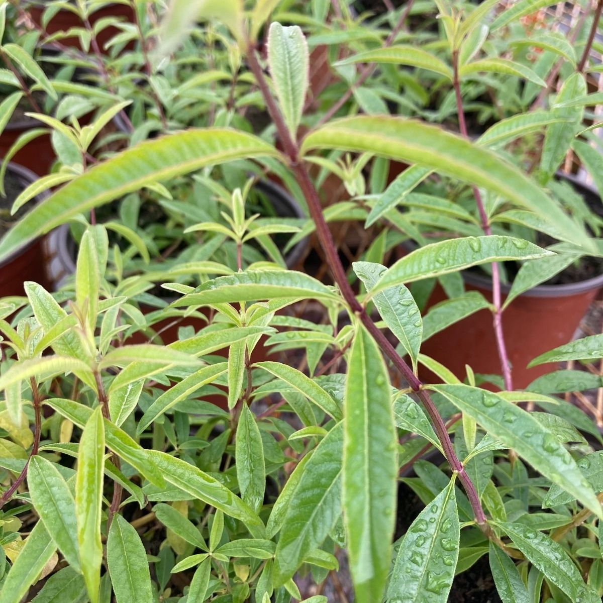 Limon Melisası-Limon Otu (20-25 cm)-5 Adet