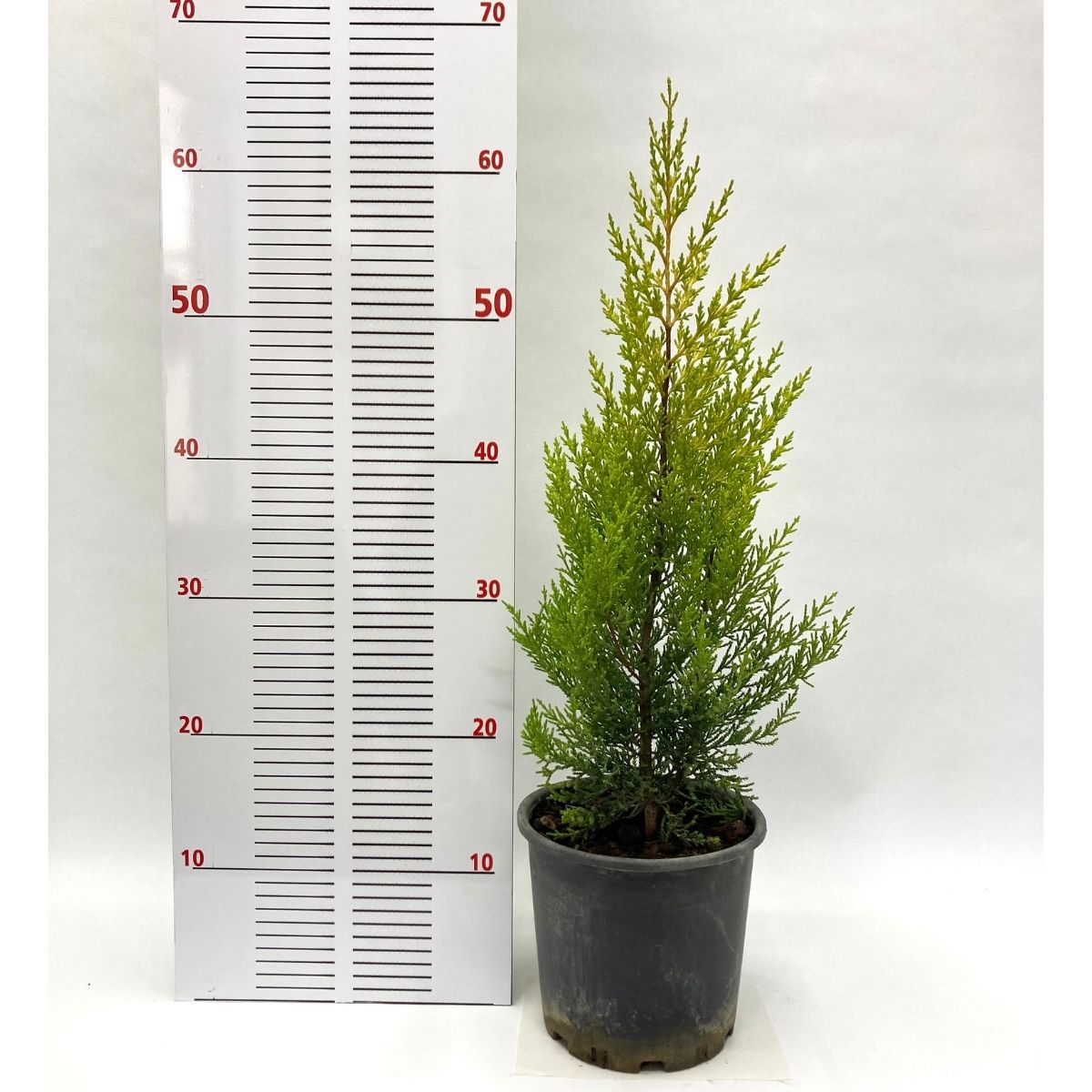 Limoni Servi-Saksıda (40-50 cm)-5 Adet Limoni Servi-Saksıda (40-50 cm)-5 Adet