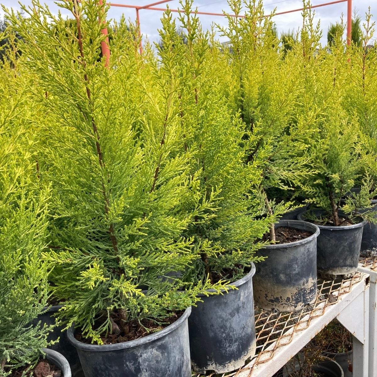 Limoni Servi-Saksıda (40-50 cm)-5 Adet Limoni Servi-Saksıda (40-50 cm)-5 Adet