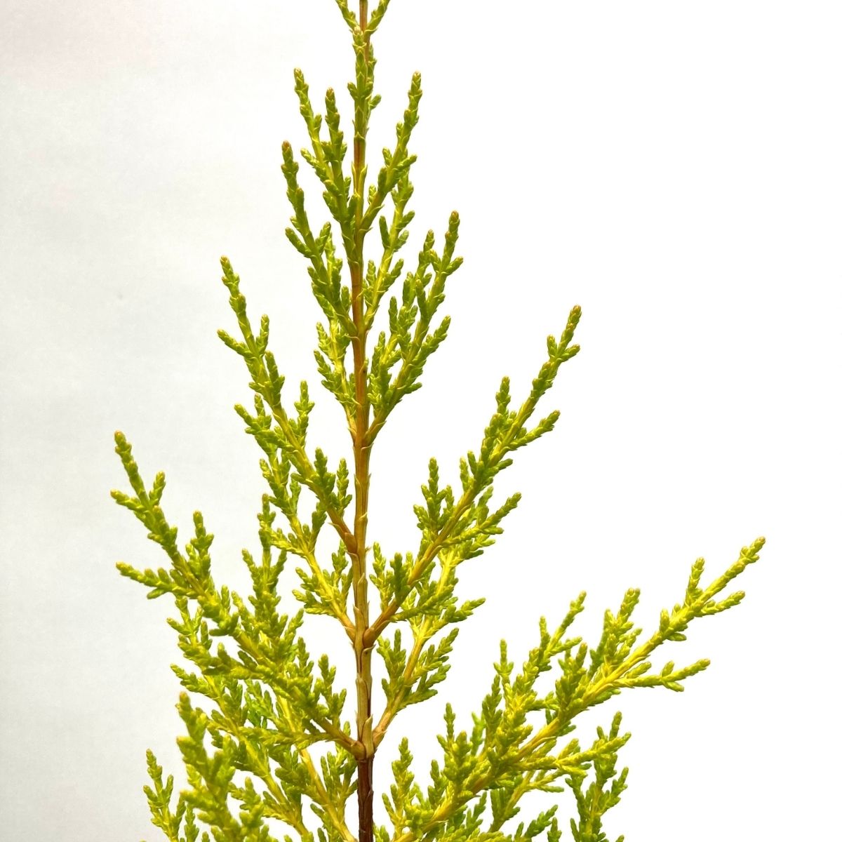 Limoni Servi-Saksıda (40-50 cm)-5 Adet Limoni Servi-Saksıda (40-50 cm)-5 Adet