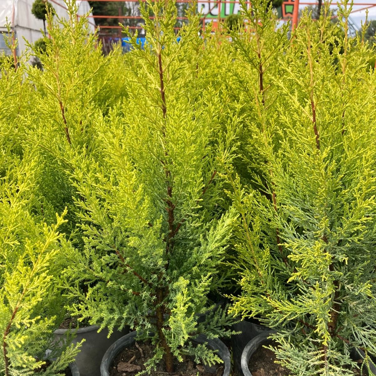 Limoni Servi-Saksıda (40-50 cm)-5 Adet Limoni Servi-Saksıda (40-50 cm)-5 Adet