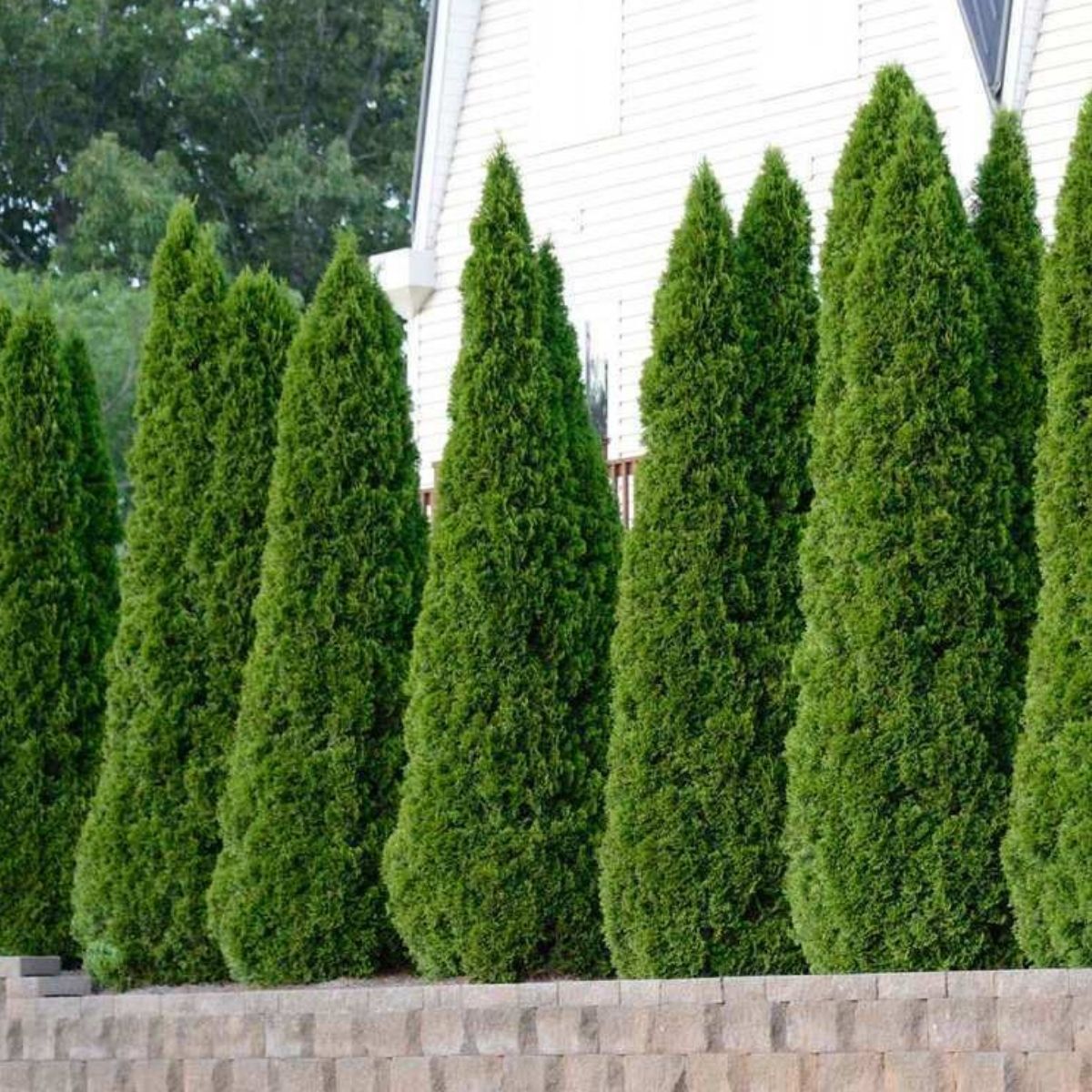 Mazı-Çit Bitkisi (30-40 cm) Mazı-Çit Bitkisi (30-40 cm)