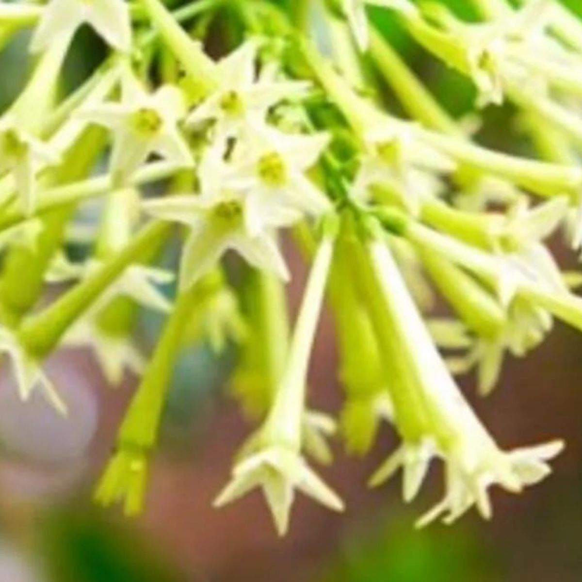 Melisa Çiçeği-Gece Melisası (25-35 cm)-3 Adet Melisa Çiçeği-Gece Melisası (25-35 cm)-3 Adet