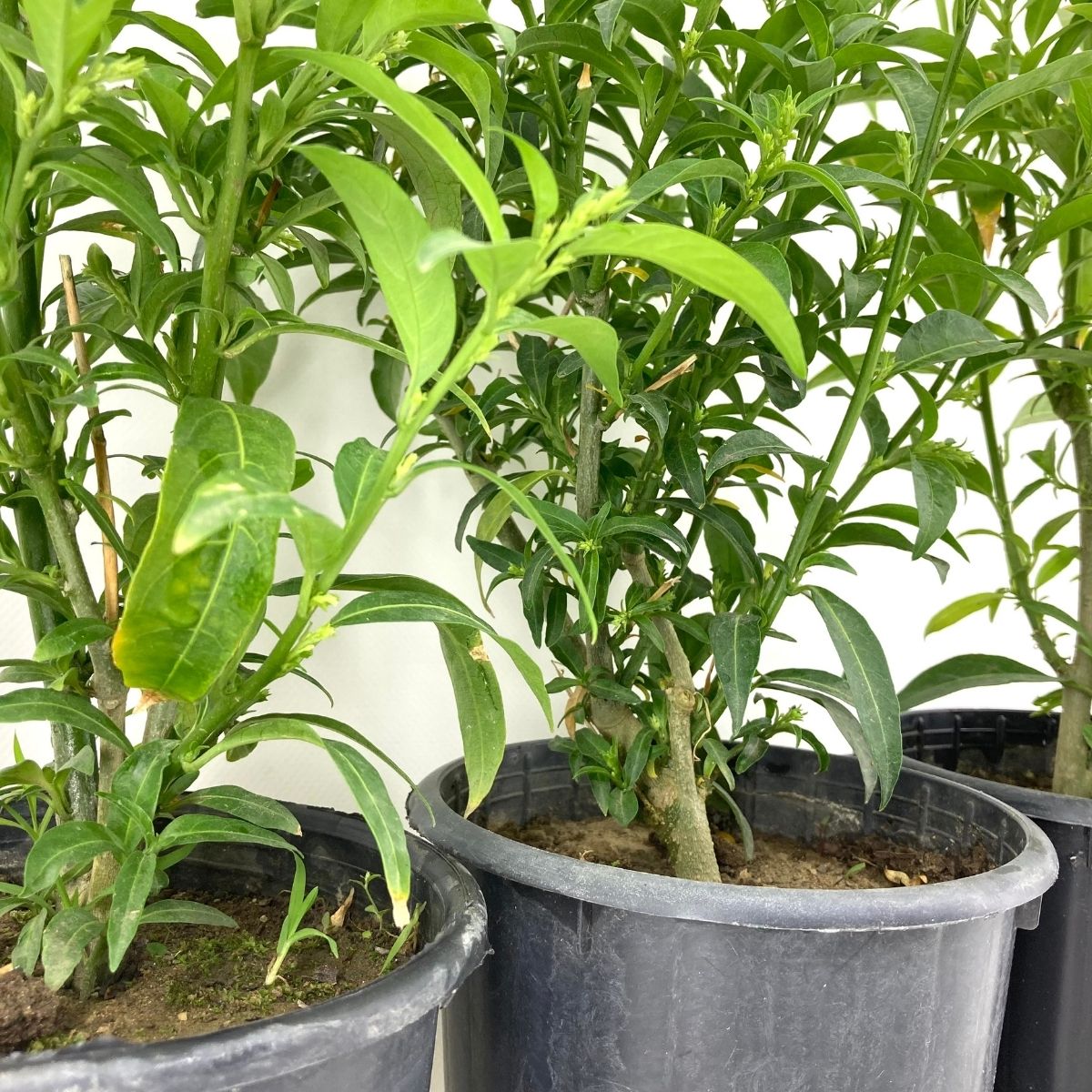 Melisa Çiçeği-Gece Melisası (25-35 cm)-3 Adet Melisa Çiçeği-Gece Melisası (25-35 cm)-3 Adet