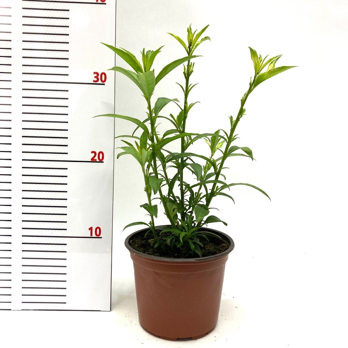 Melisa Çiçeği-Gece Melisası (25-35 cm)-5 Adet Melisa Çiçeği-Gece Melisası (25-35 cm)-5 Adet