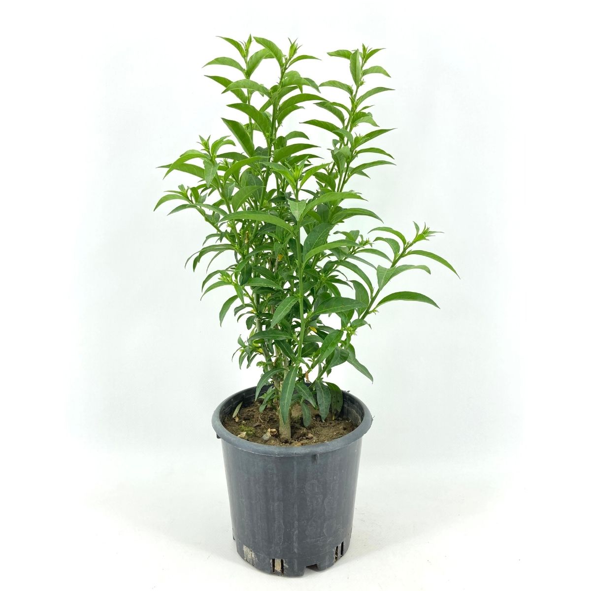 Melisa Çiçeği-Gece Melisası (25-35 cm)-5 Adet Melisa Çiçeği-Gece Melisası (25-35 cm)-5 Adet