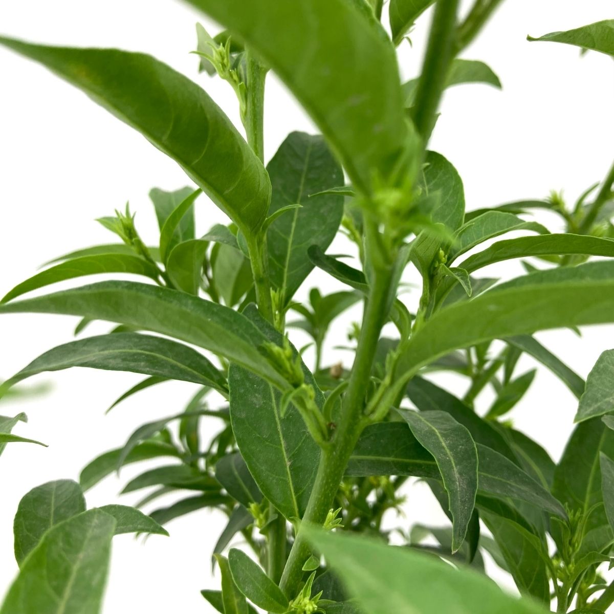 Melisa Çiçeği-Gece Melisası (25-35 cm) Melisa Çiçeği-Gece Melisası (25-35 cm)