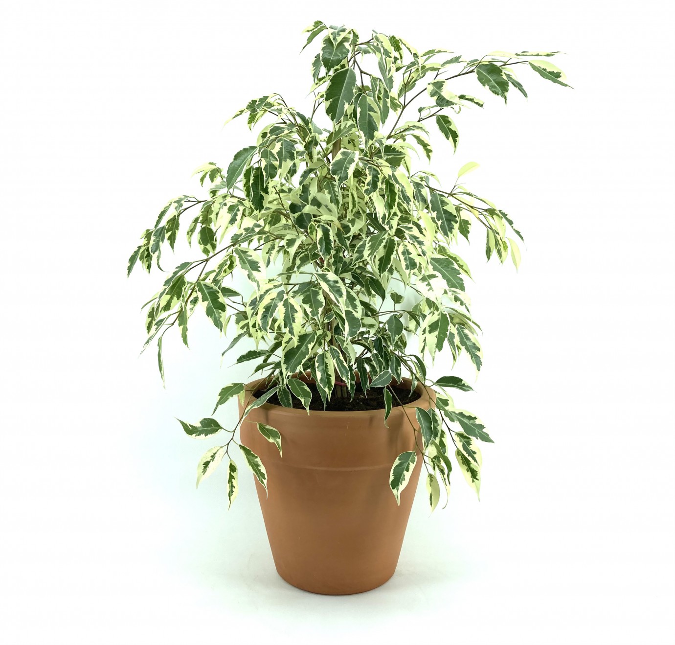 Naturel Toprak Saksı 13X12-Sevillia