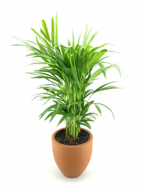 Naturel Toprak Saksı-Solino