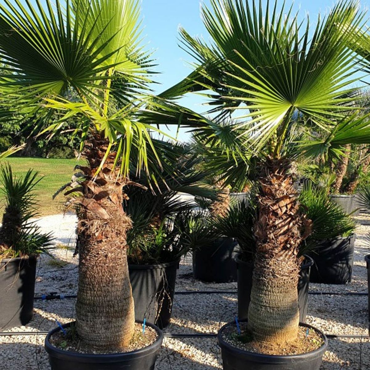 Palmiye Fidanı-Washingtonia Robusto Palmiye (50-60 cm)-5 Adet Palmiye Fidanı-Washingtonia Robusto Palmiye (50-60 cm)-5 Adet
