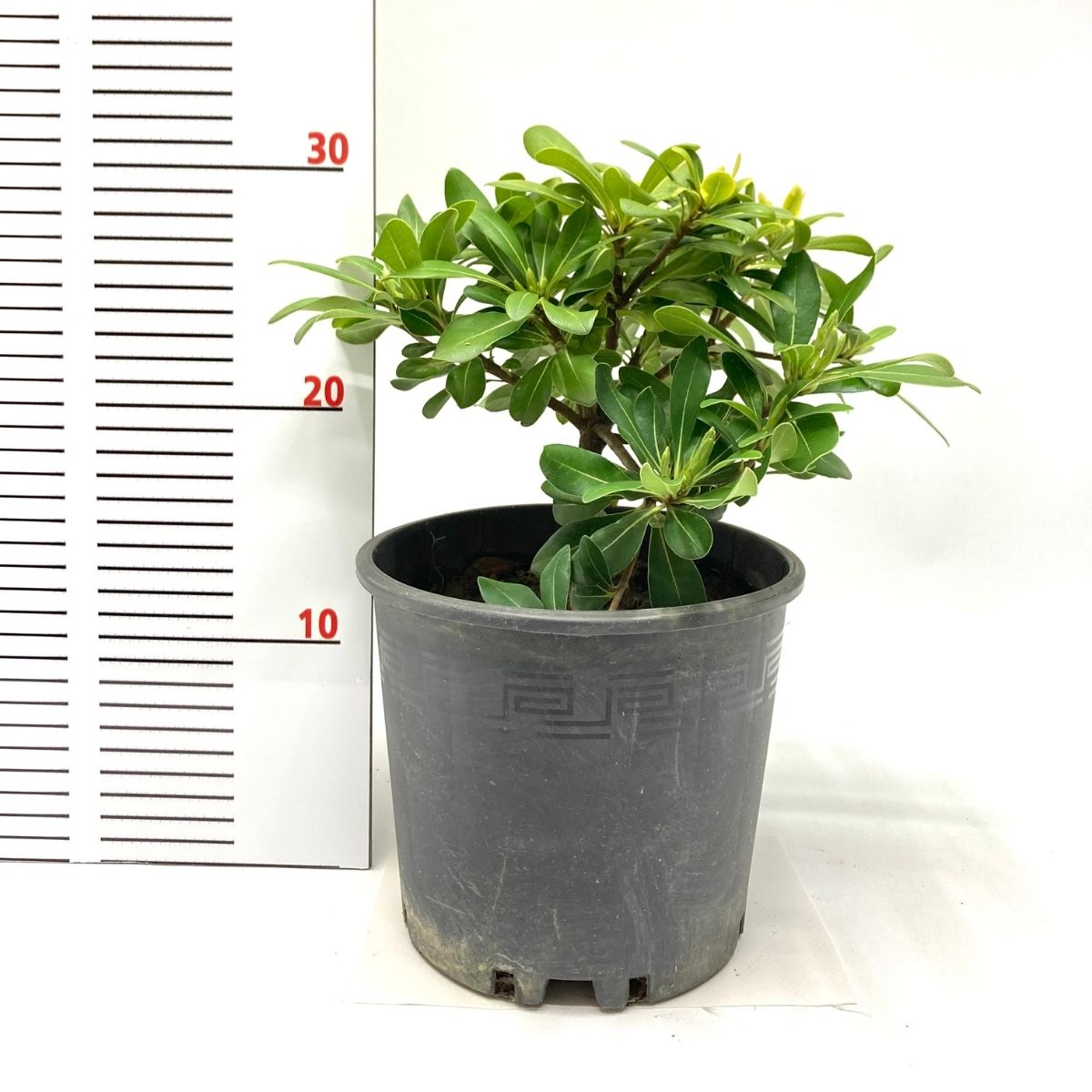 Pitos-Bodur Yıldız Çalısı (15-25 cm)-3 Adet Pitos-Bodur Yıldız Çalısı (15-25 cm)-3 Adet