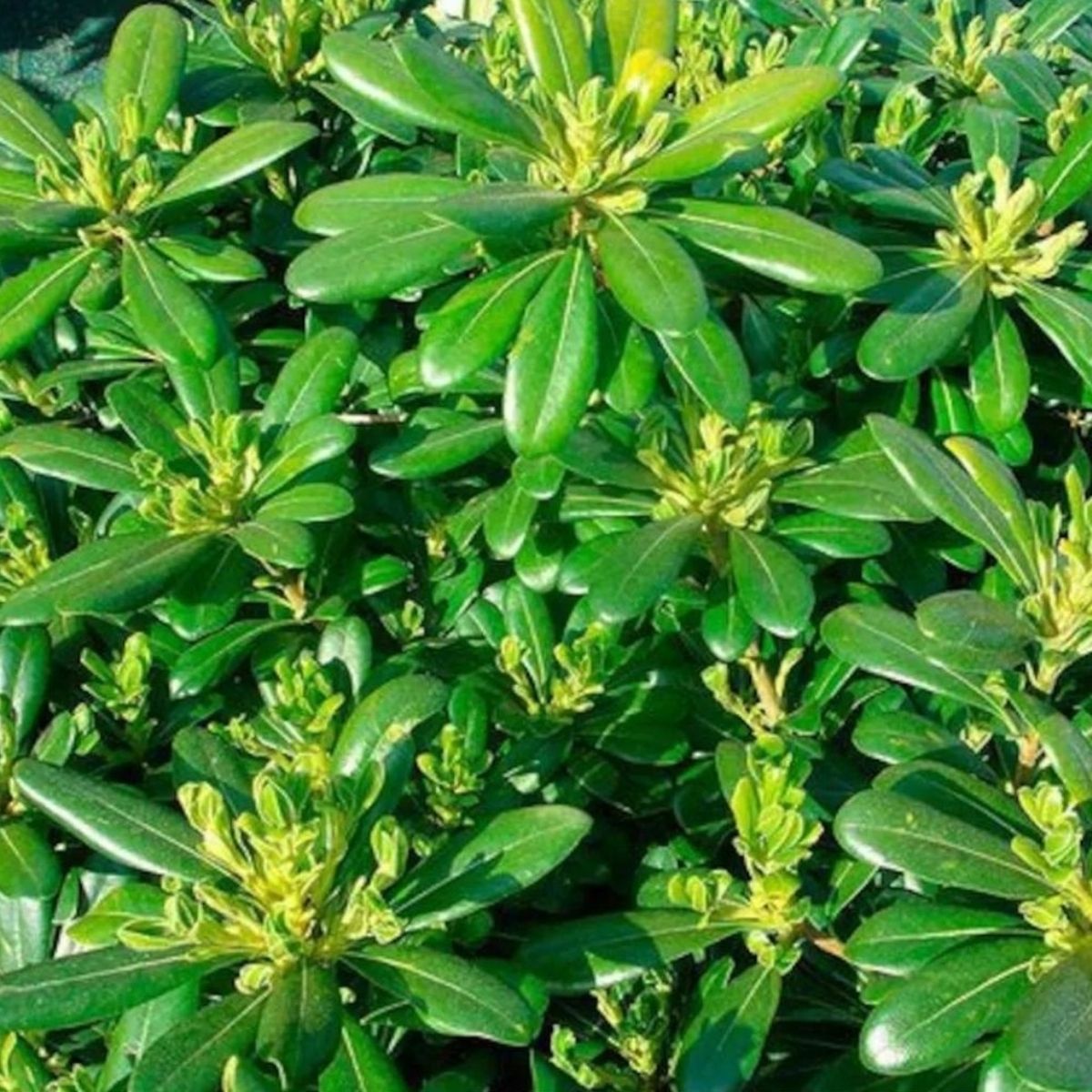 Pitos-Bodur Yıldız Çalısı (15-25 cm)-3 Adet Pitos-Bodur Yıldız Çalısı (15-25 cm)-3 Adet