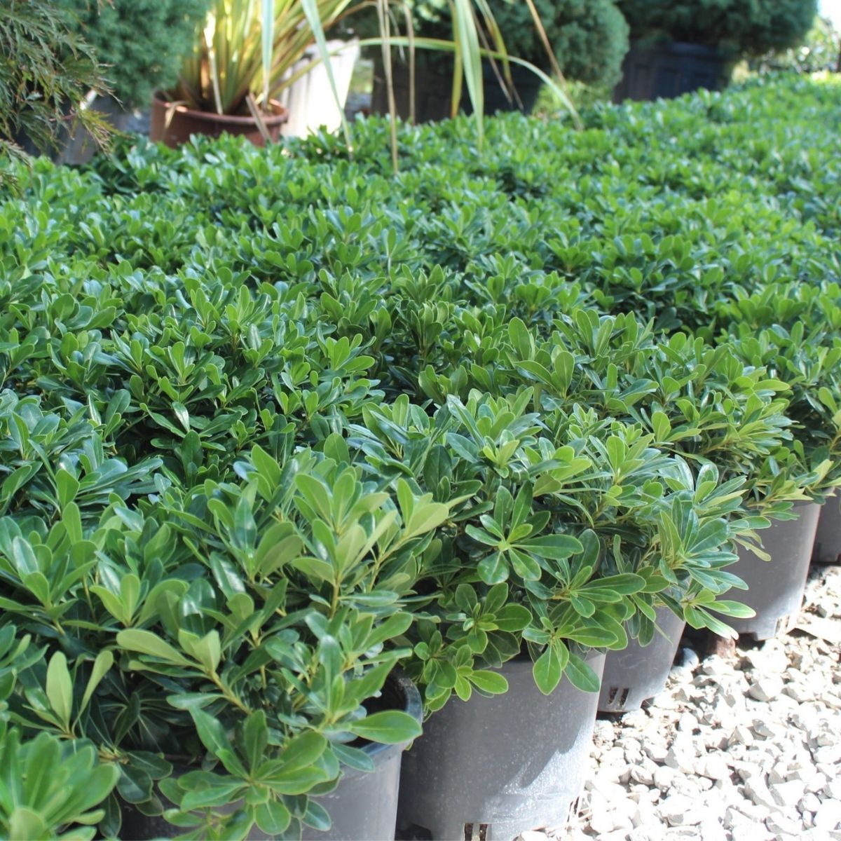 Pitos-Bodur Yıldız Çalısı (15-25 cm)-3 Adet Pitos-Bodur Yıldız Çalısı (15-25 cm)-3 Adet