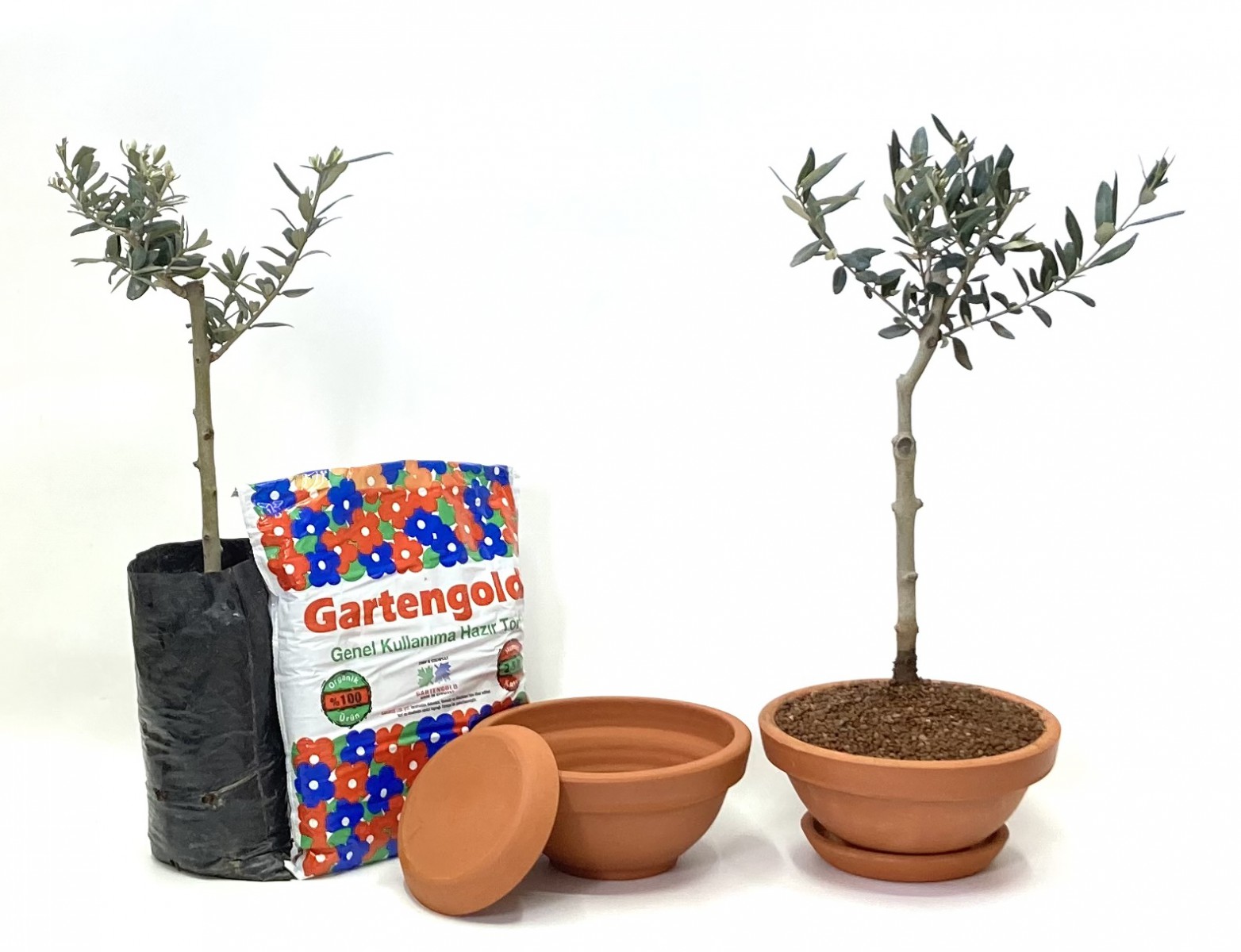 Zeytin Ağacı Bonsai Seti