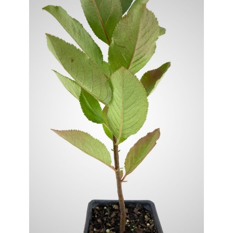 1 Yaş Aronya Fidanı-Viking-(30-40 cm)