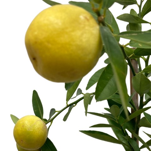 2 Yaş Aşılı Misket Limon (Lime) Fidanı (100-120 cm)