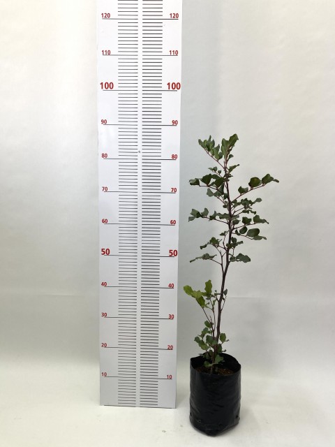 2 Yaş Keçiboynuzu Fidanı (60-80 cm)