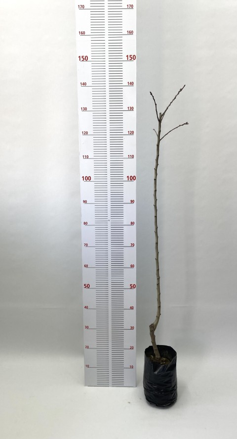 2 Yaş Muşmula Fidanı (110-130 cm)