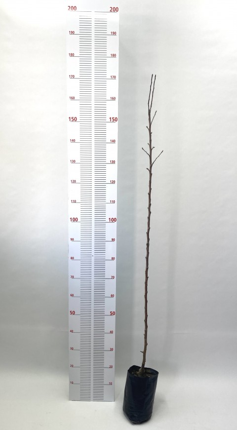 3 Yaş Aşılı Golden Elma Fidanı (140-160 cm)