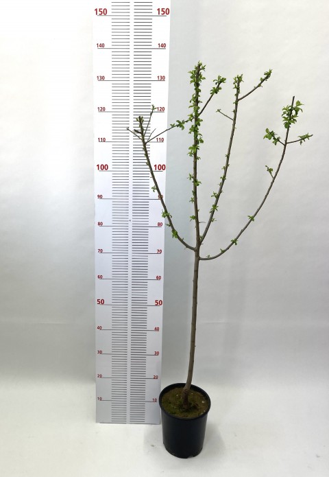 3 Yaş Aşılı Papaz Eriği Fidanı (110-130 cm)