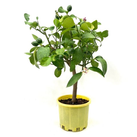 4 Yaş Aşılı Yediveren Limon Ağacı (60-70 cm)-Dekoratif Saksıda