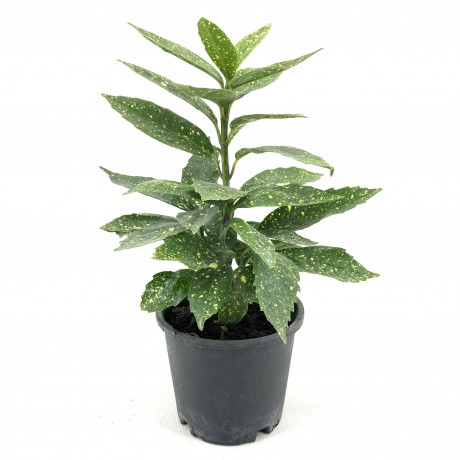 Akuba (japon Defnesi) 40-50 cm-5'li