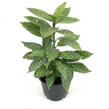 Akuba (japon Defnesi)  40-50 cm