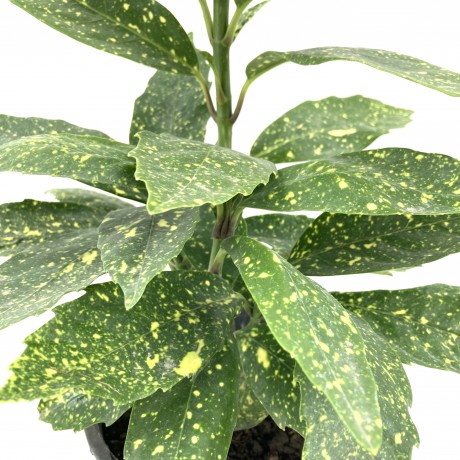 Akuba (japon Defnesi)  40-50 cm