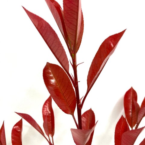 Alev Çalısı (Photinia Red Robin) (70-80 cm)