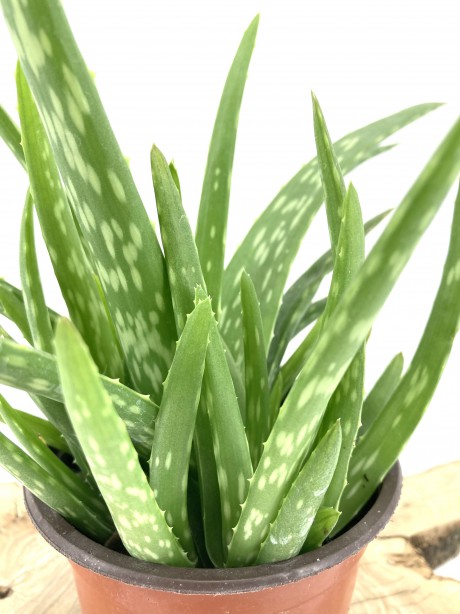 Aloe Vera 20-30 Cm