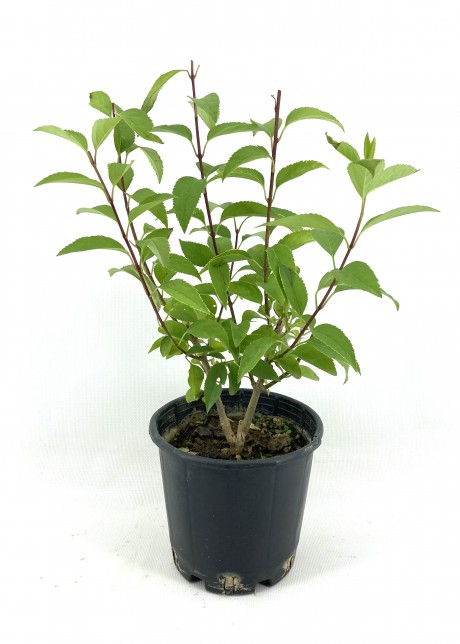 Altın Çanak 35-45 cm