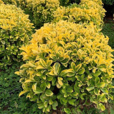 Altuni Taflan-Gold Taflan (20-25 cm)-5 Adet