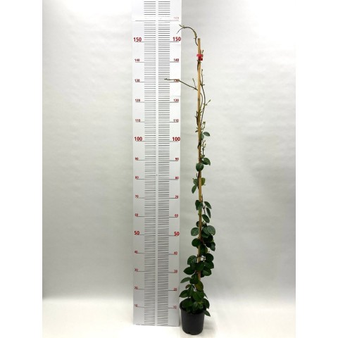 Arap Yasemini Sarmaşığı-Kokulu-Çiçekli (140-150 cm)